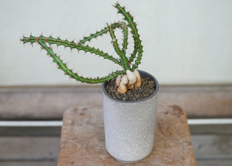 Euphorbia knuthii | mana's farm:塊根植物・アガベ・ドライガーデ
