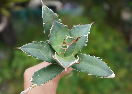 Agave titanota 白鯨 C NO.4