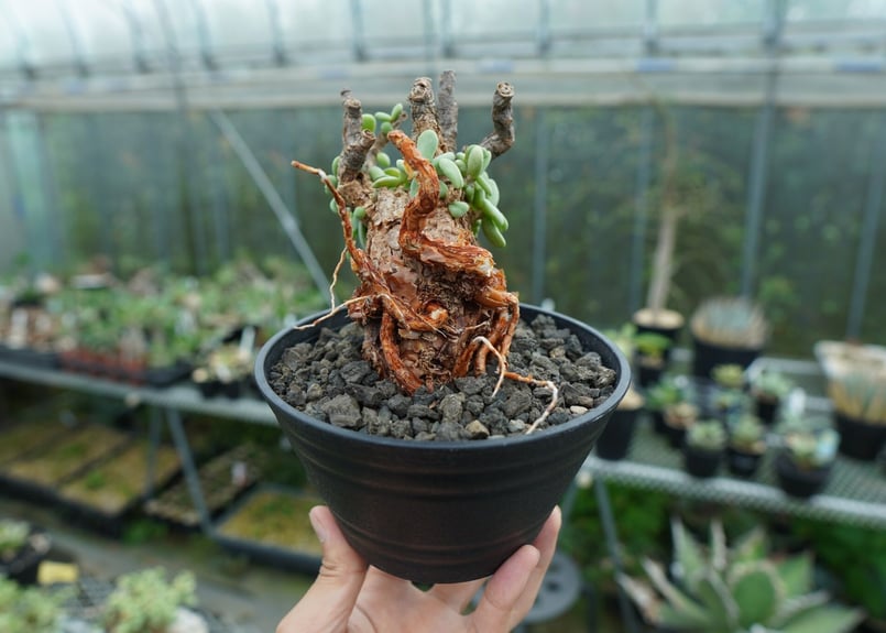 ケラリア ピグマエア Ceraria pygmaea No.3 | mana's farm:塊