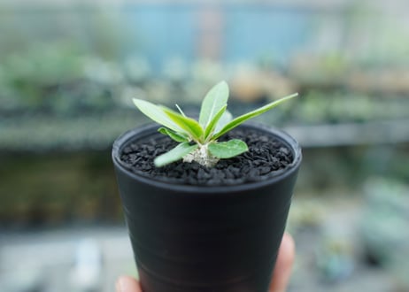 パキポディウム　恵比寿笑い　Pachypodium brevicaule　No.7