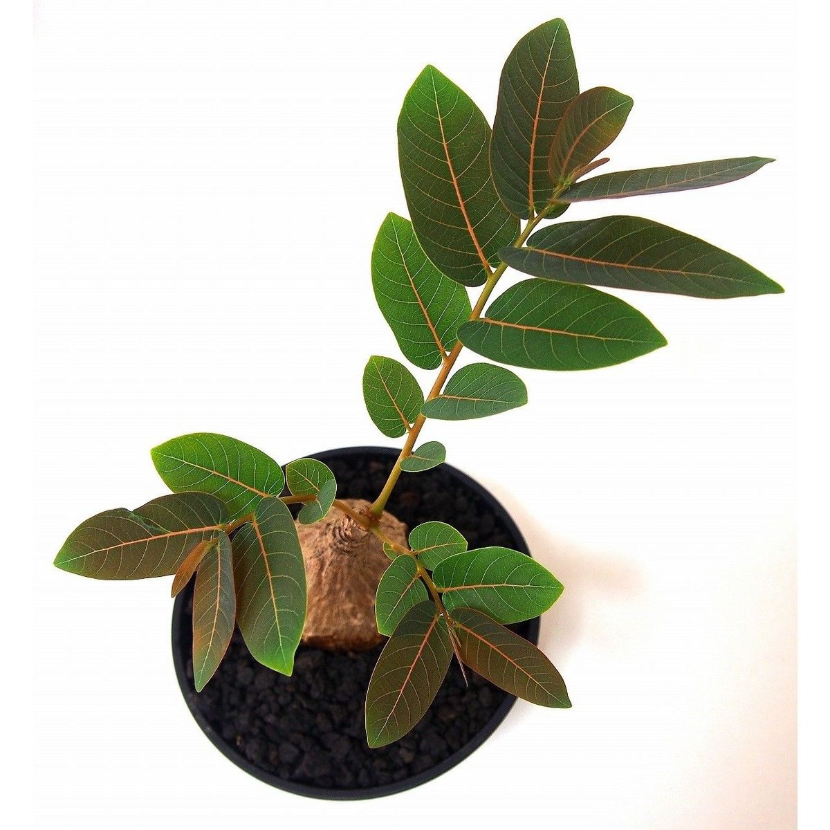 Phyllanthus mirabilis フィランサス ミラビリス | mana