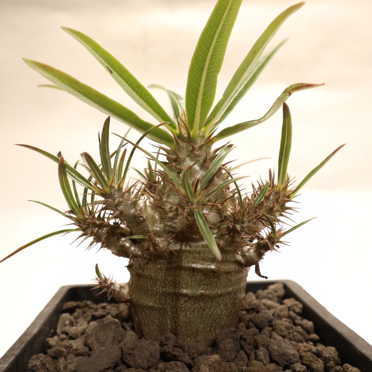 パキポディウム グラキリス 実生 NO.2 | mana's farm:塊根植物・アガベ