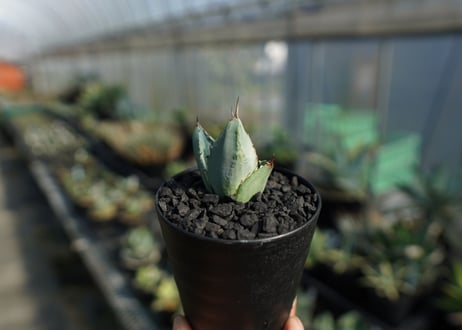 アガベ　チタノタ　ホワイトアイス 　agave titanota whiteice