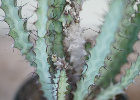 Euphorbia greenwayii