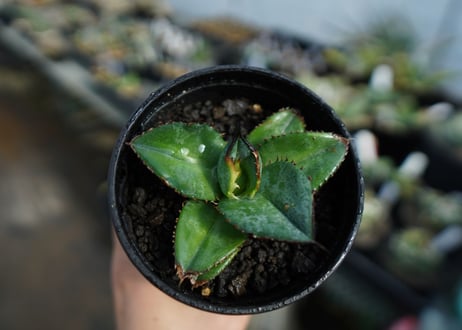 【特選株】アガベ　チタノタ　ブルー　agave titanota Blue 　No.1