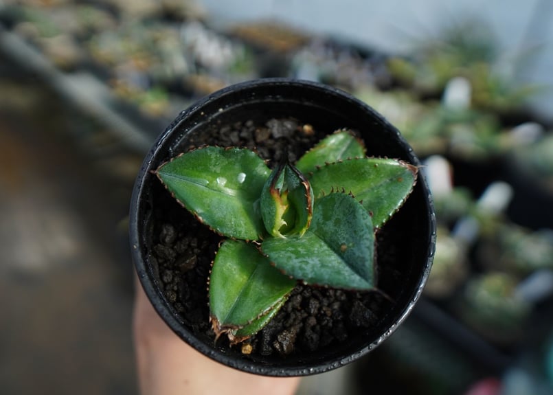 特選株】アガベ チタノタ ブルー agave titanota Blue No.1 | m