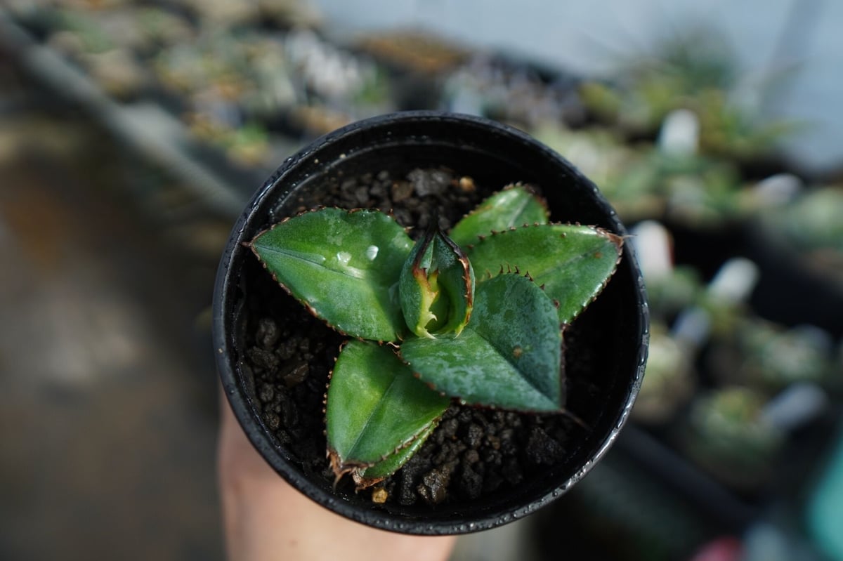 アガベ チタノタブルー　特選株 特選株】アガベ チタノタ ブルー agave titanota Blue No.1 | m