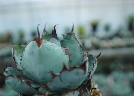 アガベ　チタノタ　 ブラックアンドブルー 　Agave titanota black and blue　NO.10