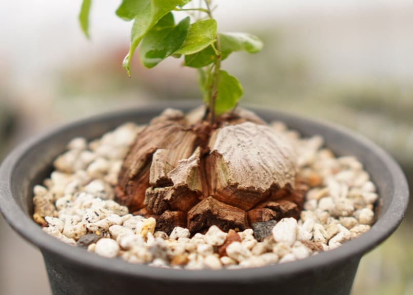 亀甲竜 モンタナ | mana's farm:塊根植物・アガベ・ドライガーデン植物