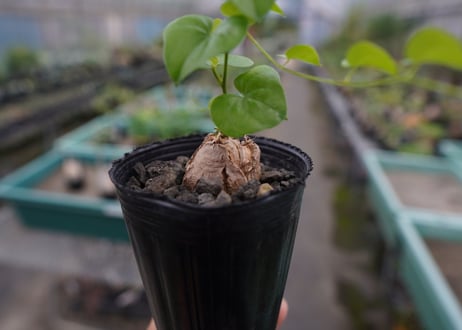 亀甲竜　Dioscorea elephantipes No.1