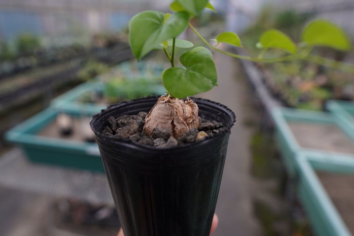 亀甲竜 Dioscorea elephantipes No.1 | mana's farm:塊