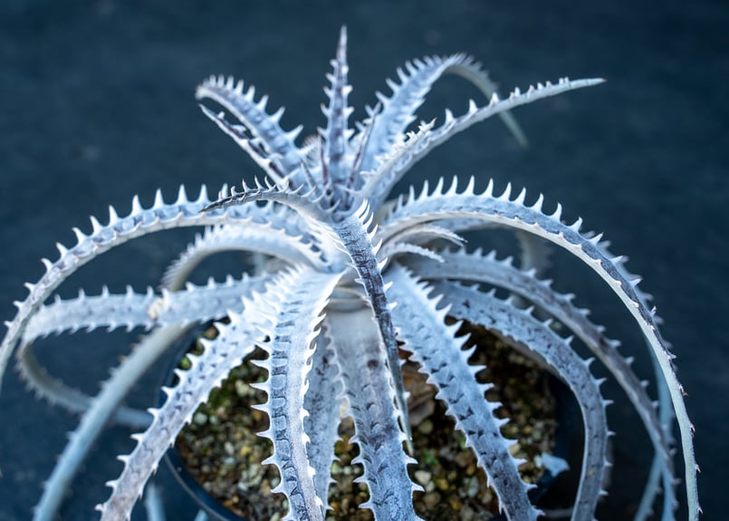 モト アガベ ディッキアなど モト アガベ ディッキアなど Dyckia
