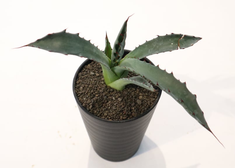 現品　アガベ　レオブライト　62番　幹上がり　根上り　観葉植物　ドライガーデン 現品 アガベ レオブライト 62番 幹上がり 根上り 観葉植物