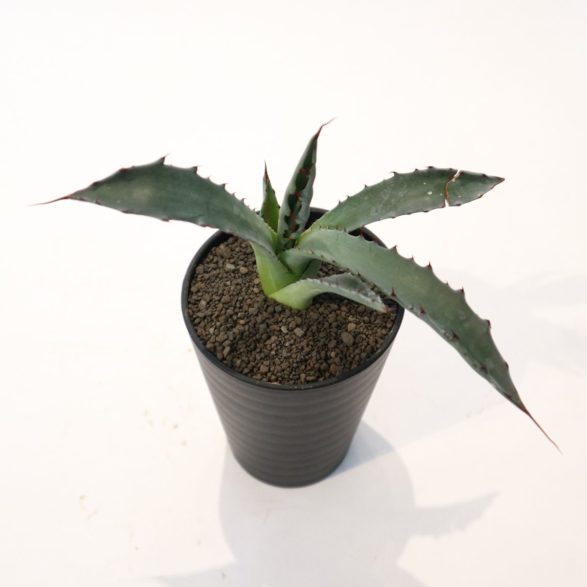 現品　アガベ　レオブライト　62番　幹上がり　根上り　観葉植物　ドライガーデン 日暮れのライトアップ✨✨✨ 綺麗さ5割り増し😎 #アガベは地植え