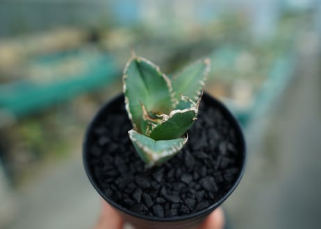アガベ　チタノタ　鬼爪雪峰  Agave titanota “Onitsume Yukimine”　No.2