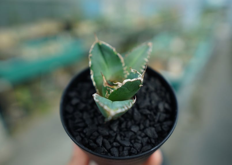 アガベ チタノタ 鬼爪雪峰 Agave titanota “Onitsume Yukimin