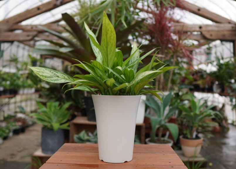 アグラオネマ　キラークイーン アグラオネマ キラークイーン