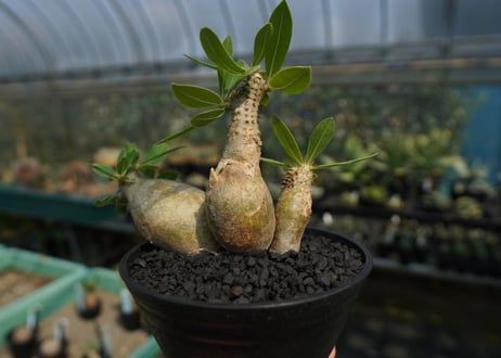 パキポディウム マカイエンセ　Pachypodium makayense　No.4