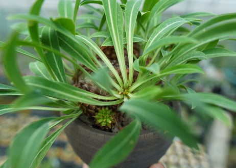 ユーフォルビア　鉄甲丸　Euphorbia  bupleurifolia