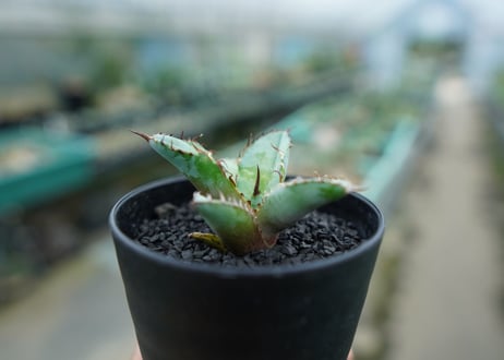 アガベ　チタノタ　 ブラックアンドブルー 　Agave titanota black and blue　No.2