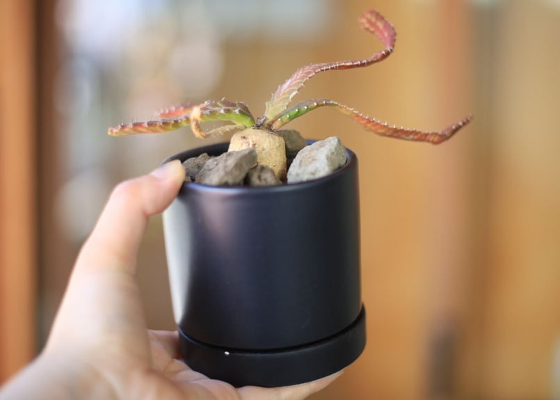 ユーフォルビア・ステラータ ユーフォルビア ステラータ Euphorbia stellata | mana's farm: