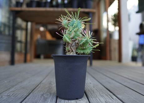 ユーフォルビア　ササガニマル　Euphorbia pulvinata