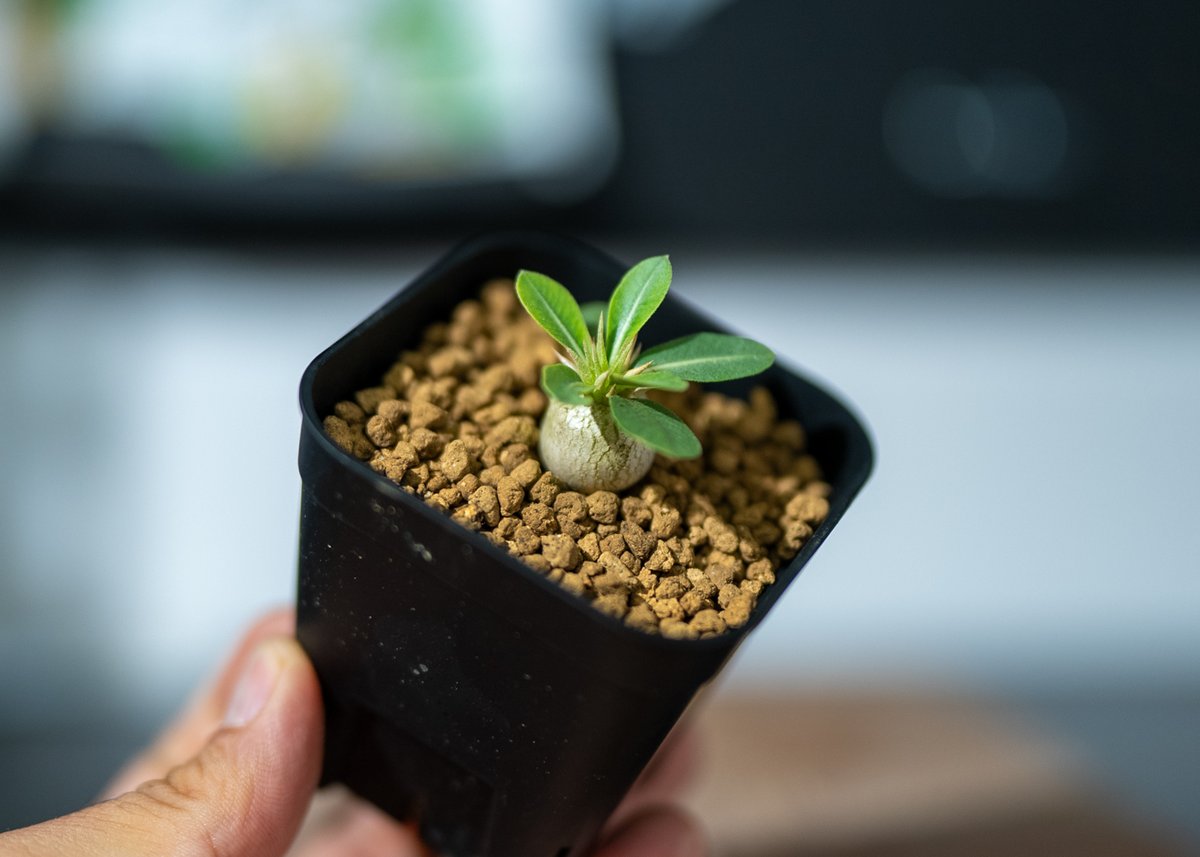 パキポディウム ブレビカリックス | mana's green:塊根植物販売 パキポディウム ブレビカリックス | mana's green:塊根植物販売