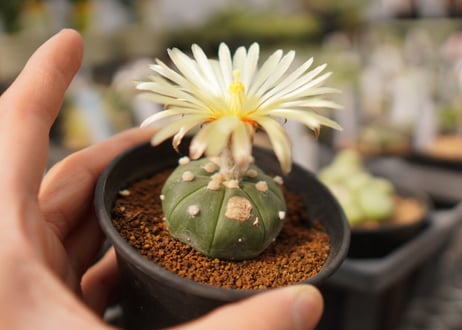 CATEGORY 多肉植物 | mana's green:塊根植物販売|マナズグリーン CATEGORY 多肉植物 | mana's green:塊根植物販売|マナズグリーン