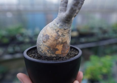 【発根管理中】パキポディウム　グラキリス　 Pachypodium Gracilius  No.3