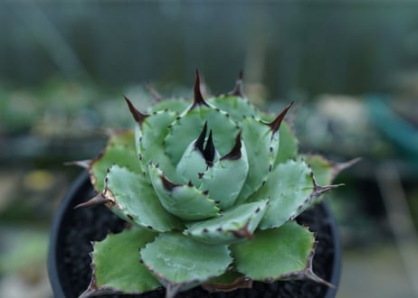 アガベ　マクロアカンサ×ポタトラム　 Agave macroacantha×potatorum
