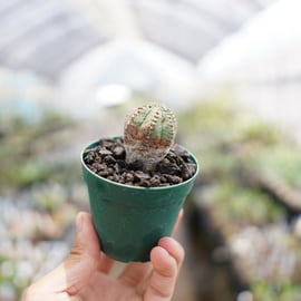 珍奇植物】ユーフォルビアってなに？ | mana's farm:塊根植物・アガベ