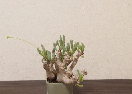 オトンナ クラビフォリア Othonna clavifolia 大株