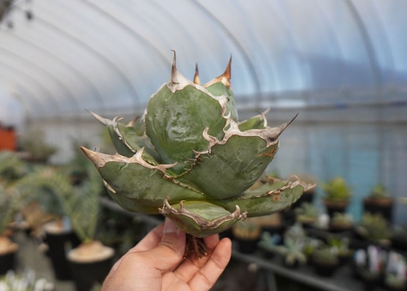 agave titanota chocolate kiss | mana's farm:塊根植