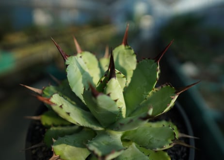 アガベ　マクロアカンサ×ポタトラム　 Agave macroacantha×potatorum