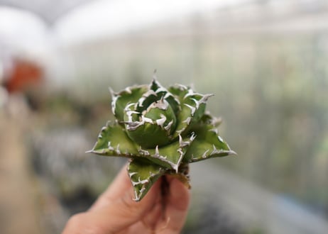 Agave titanota  Crab 螃蟹  NO.3