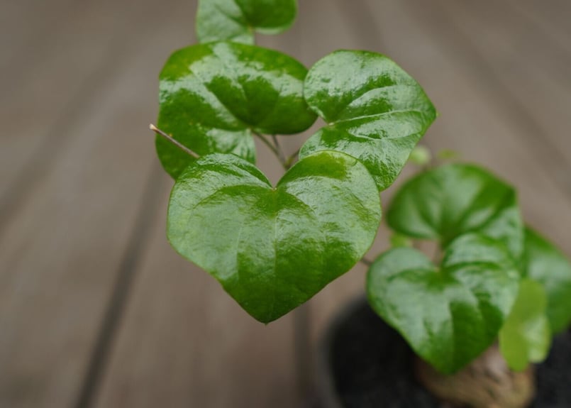 亀甲竜 ”塊根植物スターターセット” NO.3 | mana's farm:塊根植物