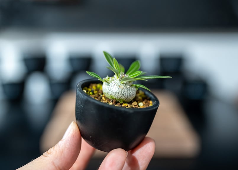 パキポディウム デンシフローラム Pachypodium densiflorum 沖縄実生 |