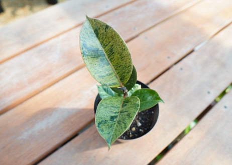 フィカス　ジン　Ficus elastica ”Jin”