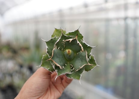 Agave titanota FO-76  D NO.2