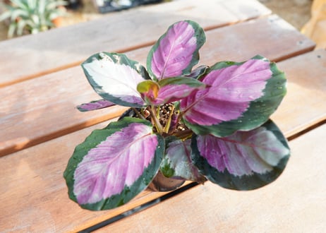 カラテア　ロゼオピクタ　ロージー　Calathea roseopicta ”Rosy”