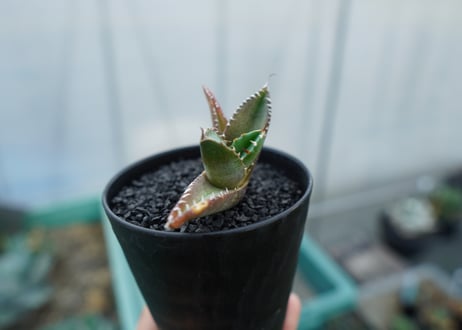 アガベ　チタノタ 　子株 　Agave titanota