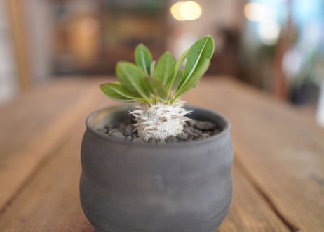 恵比寿大黒 Pachypodium Densicaule