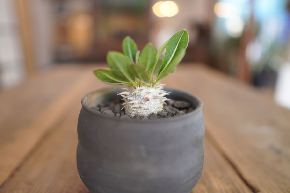 恵比寿大黒 Pachypodium Densicaule | mana's farm:塊根植物