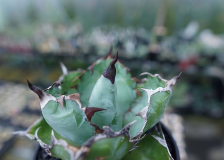 アガベ　チタノタ　 ブラックアンドブルー 　Agave titanota black and blue　No.1