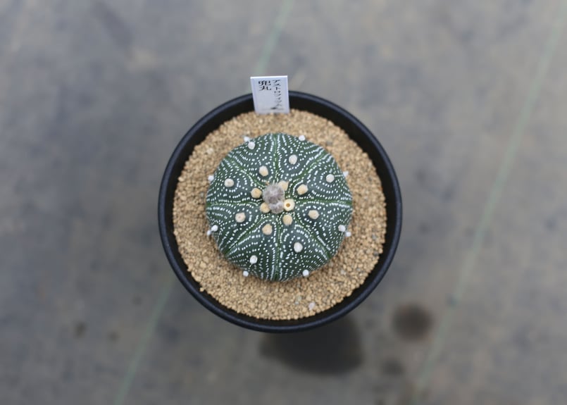 アストロフィツム 兜丸 | mana's farm:塊根植物・アガベ・ドライ