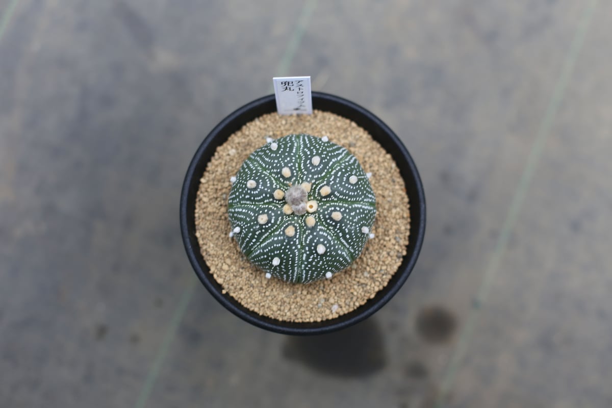 アストロフィツム 兜丸 | mana's farm:塊根植物・アガベ・ドライ