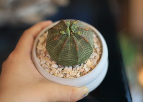 ユーフォルビア オベサ　Euphorbia obesa