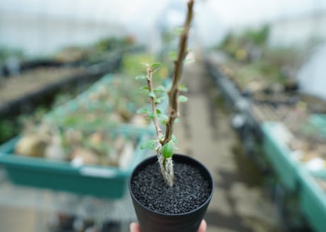 フォークイエリア　フォルモサ　Fouquieria formosa