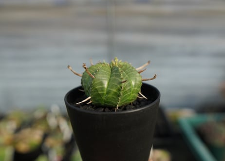 ユーフォルビア　スーパーバリダ　Euphorbia super valida