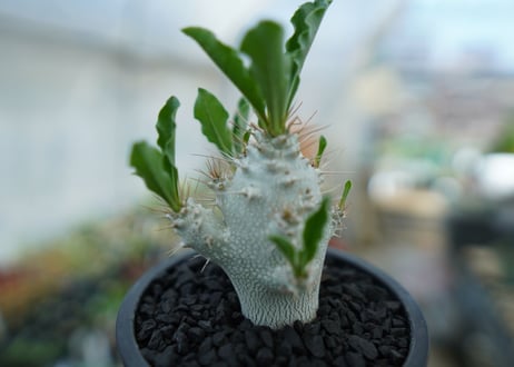 パキポディウム　サンデルシー　Pachypodeium saundersii  No.5
